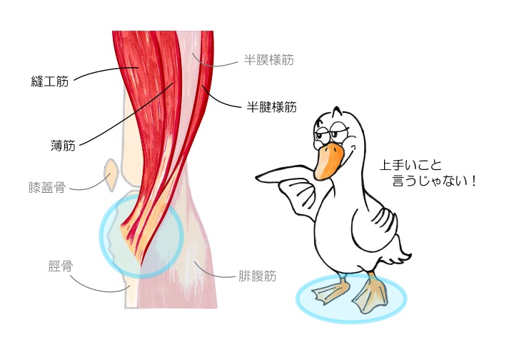 ヒザ内側痛の原因になる重要な診断ポイント：鵞足（がそく）
