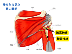 五十肩・四十肩