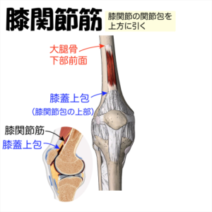 膝関節筋
