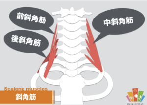 前斜角筋　中斜角筋　後斜角筋