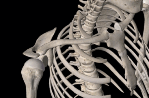 肩こり 施術ポイント