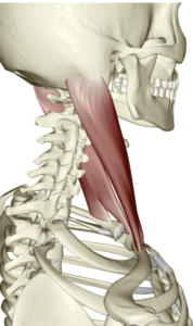 整体 胸鎖乳突筋