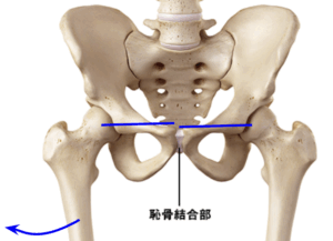 整体 恥骨結合